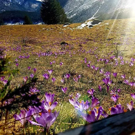 Bed & Breakfast Danielka Zakopane