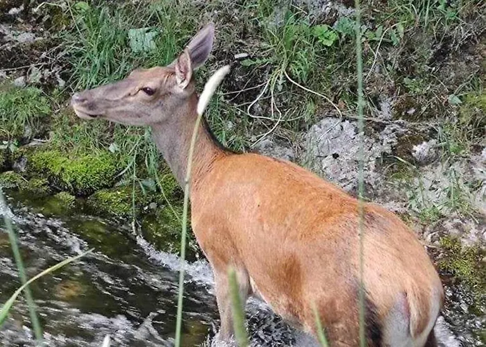 Danielka Bed and Breakfast 3*